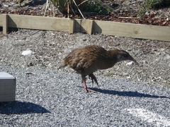 Gallirallus australis australis