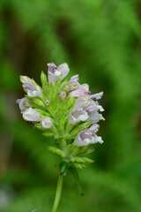 Cedronella canariensis