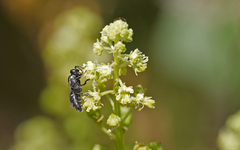 Hylaeus signatus