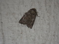 Acronicta impleta
