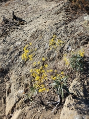 Gutierrezia californica