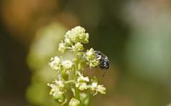 Hylaeus signatus