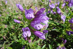 Penstemon cardwellii