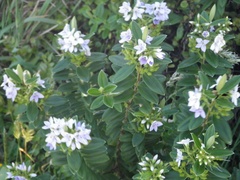 Veronica elliptica