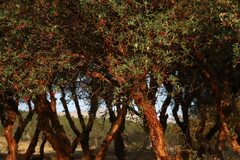 Polylepis