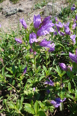 Penstemon cardwellii