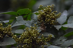 Deudorix epijarbas