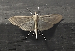 Poliobotys ablactalis