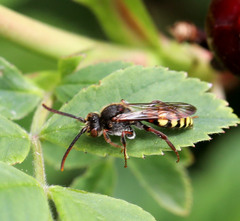 Nomada lathburiana