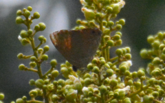 Deudorix epijarbas