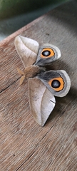 Automeris naranja