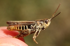 Omocestus