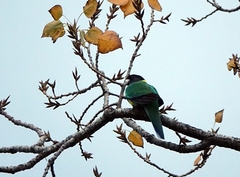 Barnardius zonarius semitorquatus