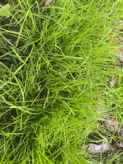Poa annua