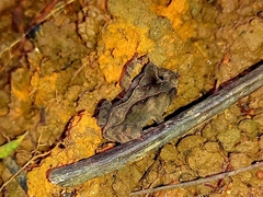 Proceratophrys renalis