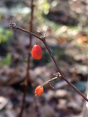 Berberis thunbergii