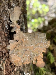 Lobaria