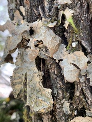 Lobaria