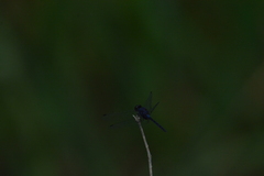 Trithemis festiva