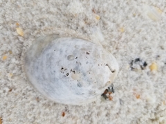 Laevicardium serratum