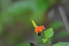 Eurema blanda