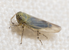 Macrosteles