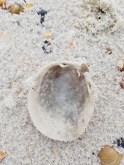 Laevicardium serratum