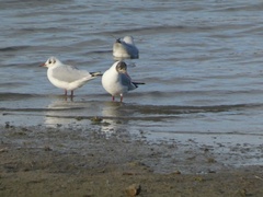 Chroicocephalus ridibundus