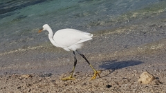 Egretta gularis