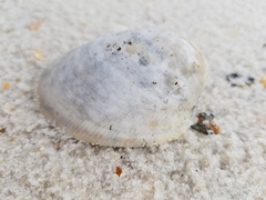 Laevicardium serratum