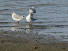 Chroicocephalus ridibundus