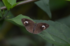 Mycalesis junonia