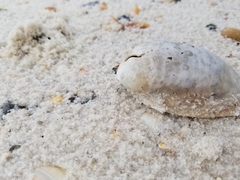 Laevicardium serratum