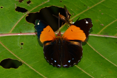 Epiphile lampethusa