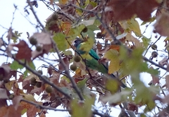 Barnardius zonarius semitorquatus
