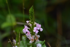 Stachytarpheta mutabilis