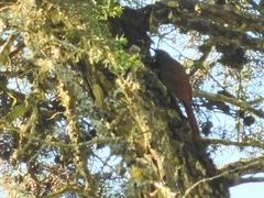 Lepidocolaptes affinis