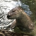 North American River Otter - Photo (c) Noah Poropat, some rights reserved (CC BY), uploaded by Noah Poropat