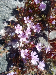 Limonium scabrum