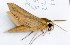 Hippotion balsaminae