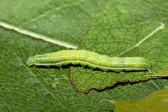Eucarta virgo