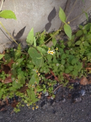 Galinsoga quadriradiata