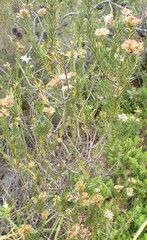 Agathosma bifida