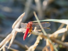 Crocothemis