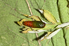 Eucarta virgo