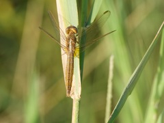 Crocothemis