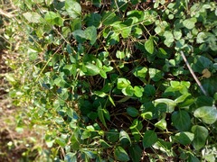 Vinca major
