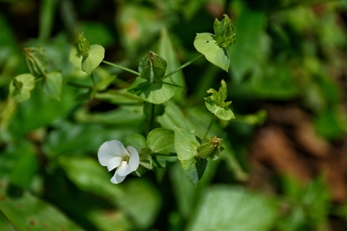 Image of Canscora perfoliata by (c) deepachandran, some rights reserved (CC BY-SA)