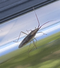 Stenodema trispinosum