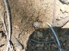 Amblyomma hebraeum